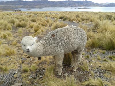 喇嘛, 安第斯山脉, 秘鲁, 羊, 自然, 动物, 美洲驼