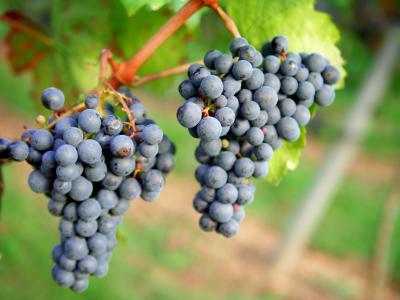 葡萄, 红酒, 葡萄园, 葡萄种植, 红色, 水果, 腾格尔