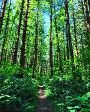 蒂拉穆克州立森林, 俄勒冈州, 森林, 自然, 户外, 荒野, 蕨类植物