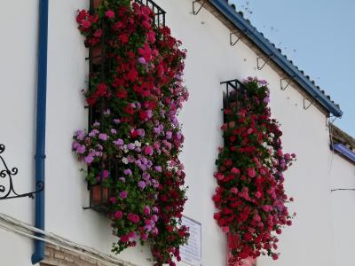 科尔多瓦, 西班牙, 房子, 建设, 花, windows, 夏季