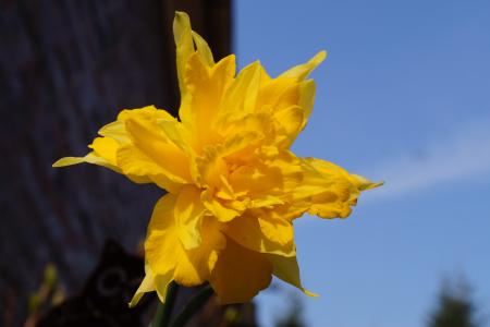 水仙, 特别过境, 荷兰, 开花, 绽放, 黄色, 春天