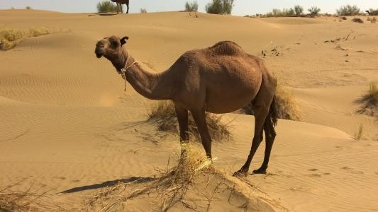骆驼, 土库曼斯坦, 沙漠动物, 沙子, 沙漠, 动物主题, 哺乳动物