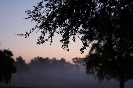 雾, 早上, 树木, 叶子, 早, 自然, 日出