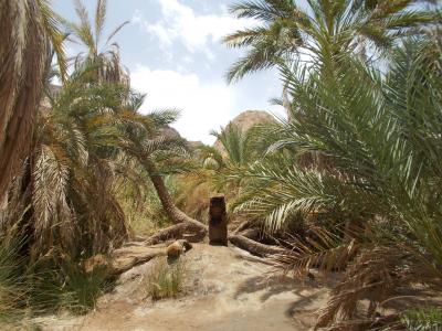 自然, 绿洲丰富, 埃及, 景观, 棕榈树