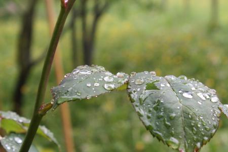 罗森布拉特, 自然, 雨, 水一滴, 雨滴, 宏观