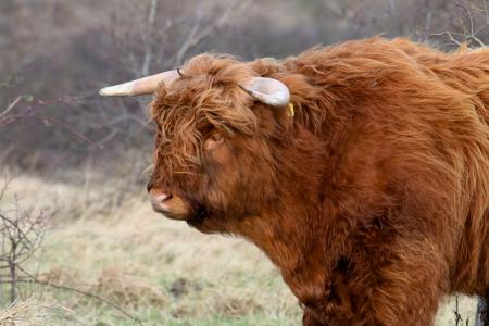自然, 母牛, 动物, 牛肉, 苏格兰高地, 牛, 野兽