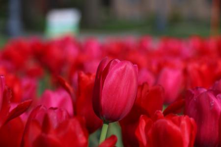 郁金香, 花, 红色, 花坛, 微妙, 自然, 春天