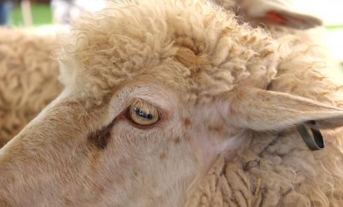 羊, 国家博览会, 农场, 农业, 羊毛, 耳朵, 牲畜