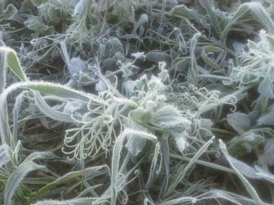 冻结, 弗罗斯特, 雪晶, 感冒, 白霜, 草, 植物