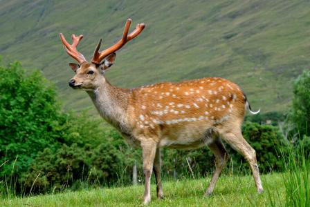 鹿, 满洲雄鹿, 夏季大衣, 鹿茸, 动物, 自然, 野生动物