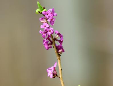 第一次达芙妮, 春天, 三月, 花, 紫色, 脆弱, 自然