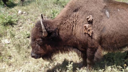 野牛, 卡斯特州立公园, 南达科他州