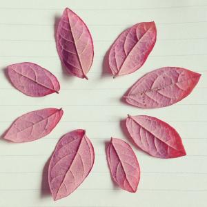 红叶, 秋天, 纸线, 叶, 自然, 背景, 植物