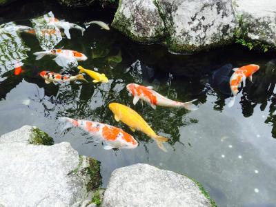 日本, 福冈, 金沥, 鱼, 池塘, 鲤鱼, 锦鲤