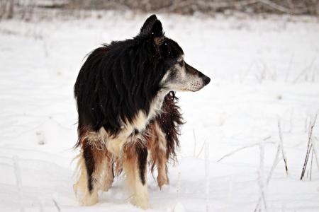 雪, 冬天, 狗, 寒冷, 边框, 牧羊犬, 边境牧羊犬