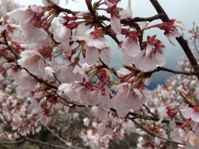 樱桃, 人, co higanzakura, 长野, 春天, 树, 粉红色的颜色