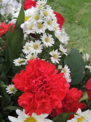 植物区系, 插花, 安排, 花, 康乃馨, 红色, 白色