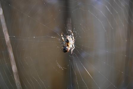 蜘蛛, 蜘蛛网, 昆虫, 蛛形纲动物