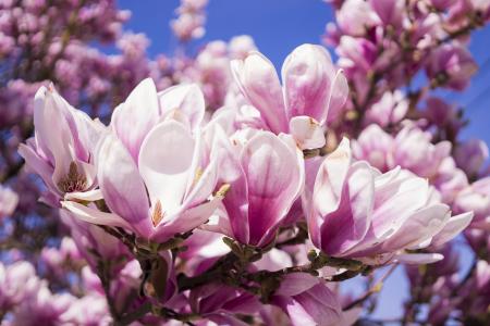 木兰, 花, 粉色, 玉兰花, blütenmeer, 春天, magnoliengewaechs