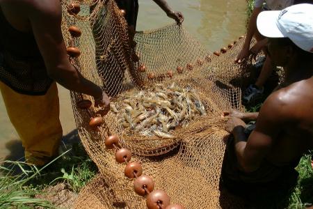 虾, 小龙虾, 捕鱼, 净额结算, 海鲜, 贝类, 新鲜