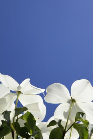 茱萸, 花, 蓝蓝的天空, 白色的花, 蓝色, 白色, 花香