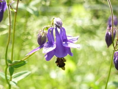 科伦拜恩, 花, 紫罗兰色, 蜜蜂, 春天, 自然, 紫色