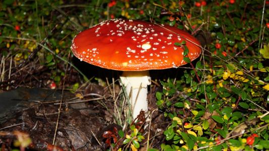 飞金顶, 有毒, 红色飞木耳蘑菇, 森林, 自然, 红色, 毒蕈