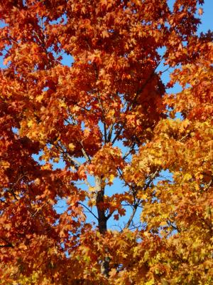 秋天的树林, 树, 枫树, 秋天的颜色, 着色, 秋天的树叶, 秋天的落叶