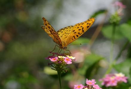 蝴蝶, 印度贝母, 昆虫, bug, 翅膀, 花, 马缨丹