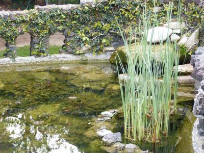 池塘, 鱼塘, 水, 石头墙, 常春藤, 自然, 赌博房子池塘