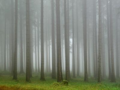 森林, 雾, 远足径, 神秘, 树, 神奇, 神秘