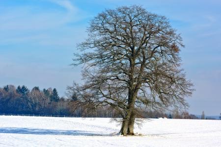 冬天, 雪, 树, 单, 剪影, 自然, 天空
