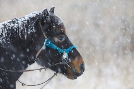 在冬天, 马, 降雪量, 友好的面孔, 耐心, 鲍嘉村, 蒙古