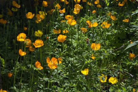 hidcote 庄园, 明亮的黄色罂粟花, 郁郁葱葱的绿叶