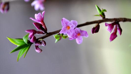 达芙妮 mezereum, 春天的花朵, 森林, 自然, 分公司, 粉红色的颜色, 树
