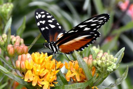 蝴蝶, 昆虫, 翼, 飞, 动物, 黑色, 橙色