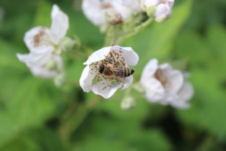 蜜蜂, 蜂蜜, 昆虫, 开花, 绽放, 收集, 自然