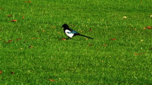 喜鹊, 草, 公园, 鸟, 羽毛, 黑色, 白色