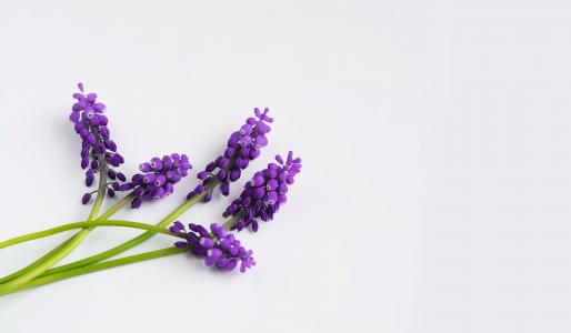 葡萄风信子, 紫色, 春天, 风信子, 穆斯卡里, 三, 尖尖的花