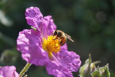 蜜蜂, 花, 花蜜, 花粉, 授粉, 昆虫, 一种动物
