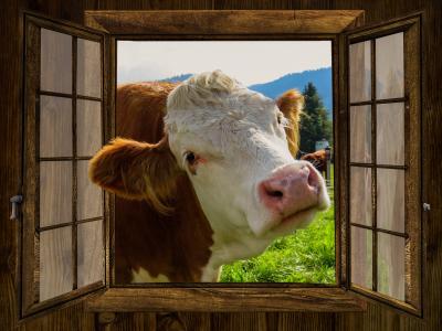 窗口, 母牛, alm, 小屋, 草甸, 牧场, 农场