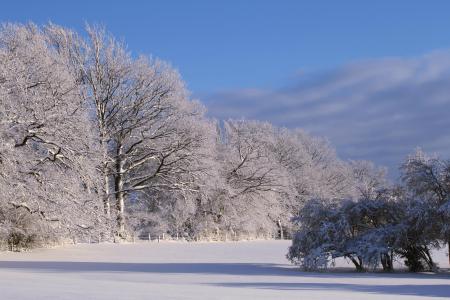 冬天, 雪, 寒冷, 冬季森林, 白雪皑皑, 树木, 春夏秋冬之梦