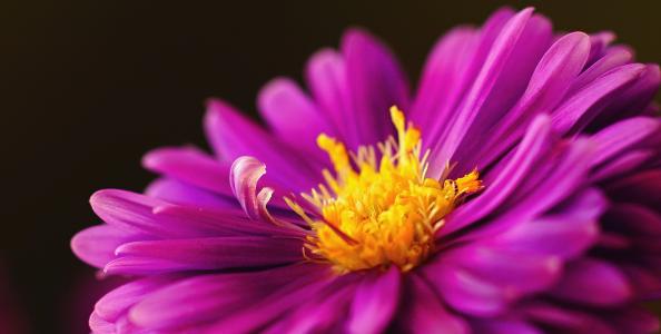 herbstaster, 粉色, 紫苑, 开花, 绽放, 紫色, 花芽