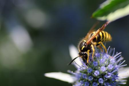昆虫, 野生蜜蜂, 蜜蜂, 宏观, 关闭, 严格保护