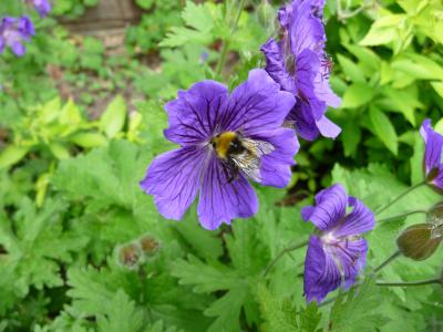 蜜蜂, 花, 自然, 昆虫, 春天, 夏季, 花园