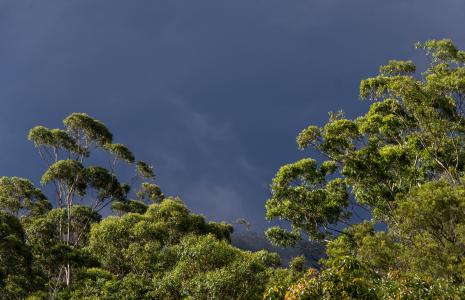 产树胶的树, 桉树, 绿色, 本机, 亚热带, 灰色的天空, 雨林