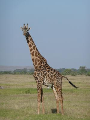 长颈鹿, 肯尼亚, 非洲, 野生动物园, 自然, 野生动物, 野生动物