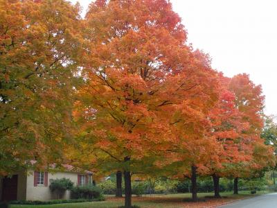 奥扎克, 秋天, 五颜六色的树, 10月叶子, 奥扎克场景, 阿肯色州, 秋天的落叶