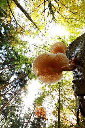 蘑菇, 秋天, 木耳, 自然, 森林, 树, 增长