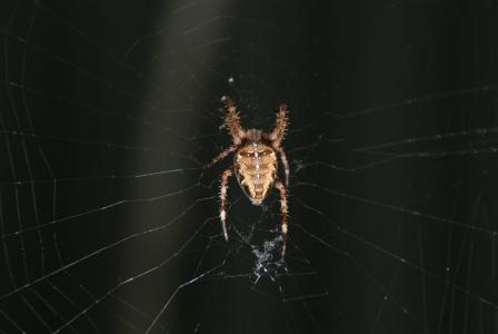bug, 自旋, web